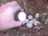 huevos1.jpg (76754 bytes)