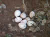 huevos2.jpg (75349 bytes)